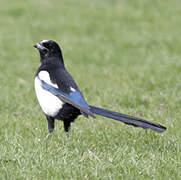 Eurasian Magpie