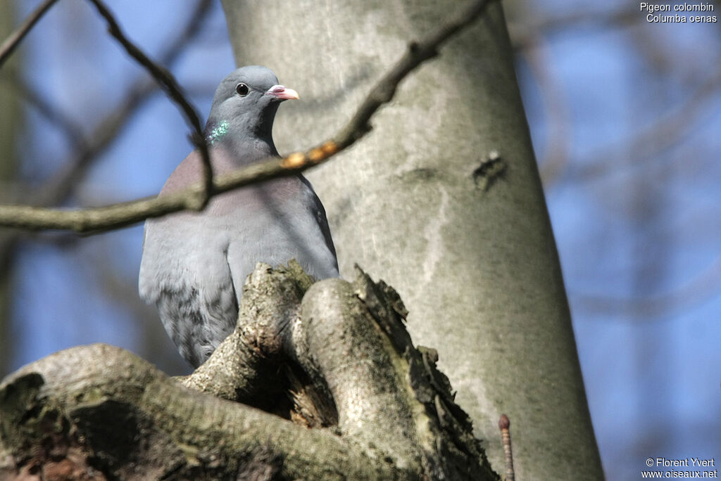 Pigeon colombinadulte, portrait, Nidification