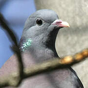 Stock Dove