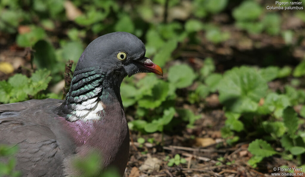 Pigeon ramieradulte nuptial