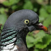 Common Wood Pigeon