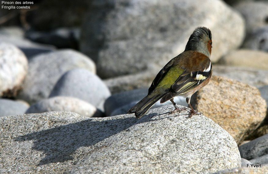 Eurasian Chaffinch male adult, identification