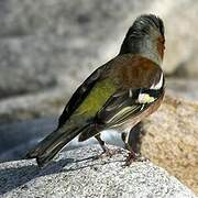 Eurasian Chaffinch