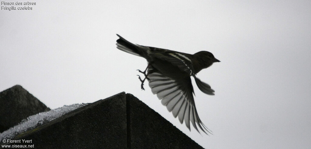 Eurasian Chaffinch, Flight