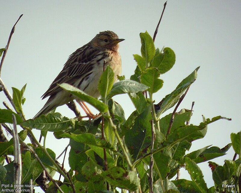 Pipit à gorge rousseadulte nuptial, identification, chant