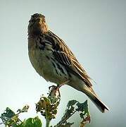 Red-throated Pipit