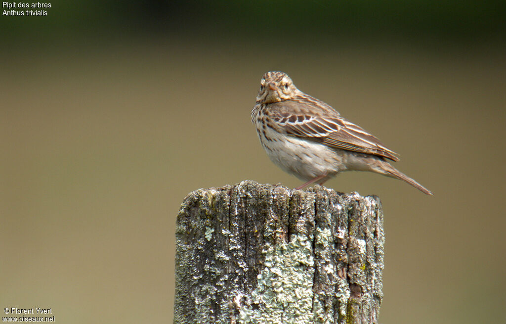 Tree Pipit male adult breeding, identification, Behaviour