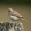 Pipit des arbres