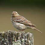 Pipit des arbres
