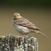 Tree Pipit