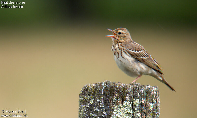 Tree Pipit male adult breeding, identification, Reproduction-nesting, song