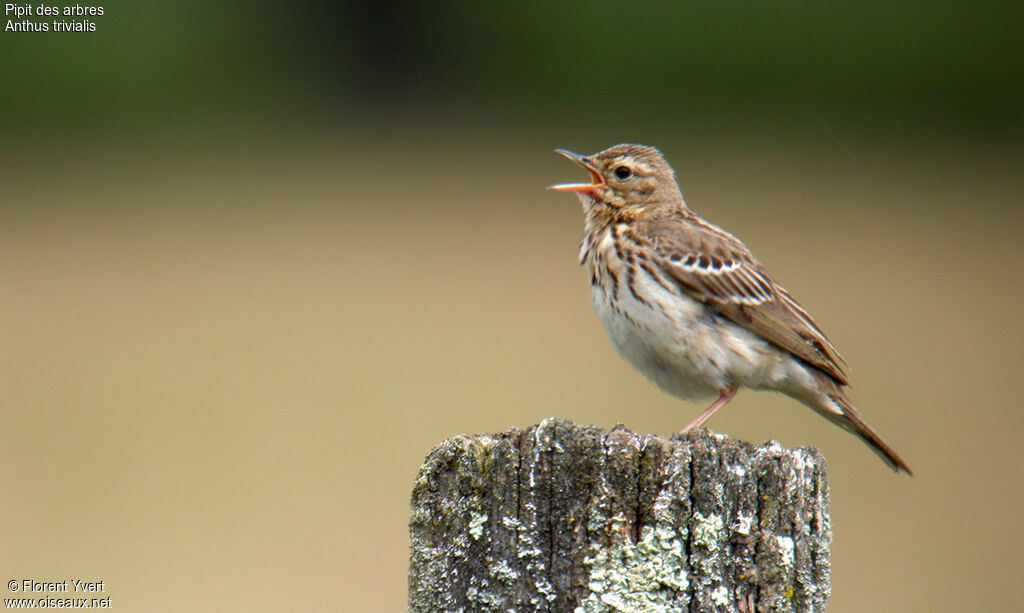 Pipit des arbres mâle adulte nuptial, identification, Nidification, chant