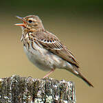 Pipit des arbres