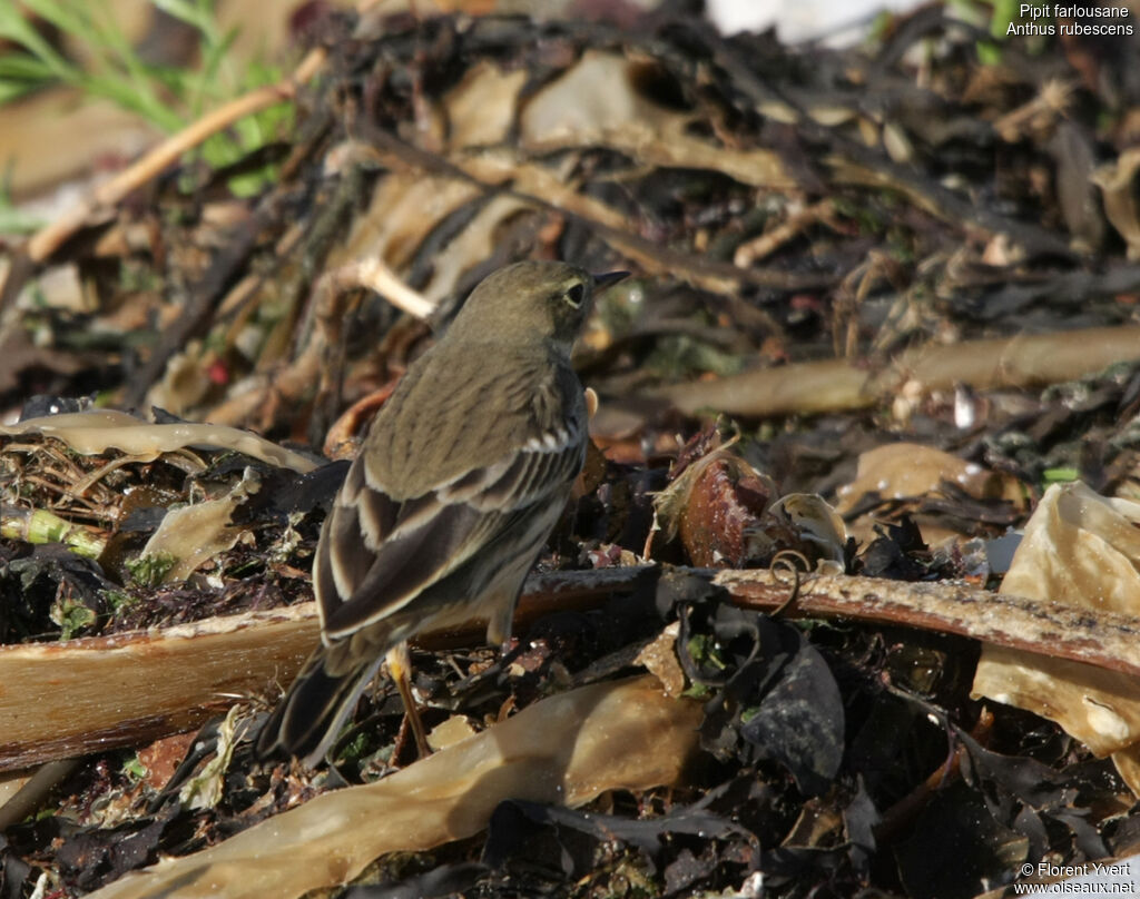 Pipit farlousaneimmature, identification, Comportement