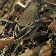 Buff-bellied Pipit