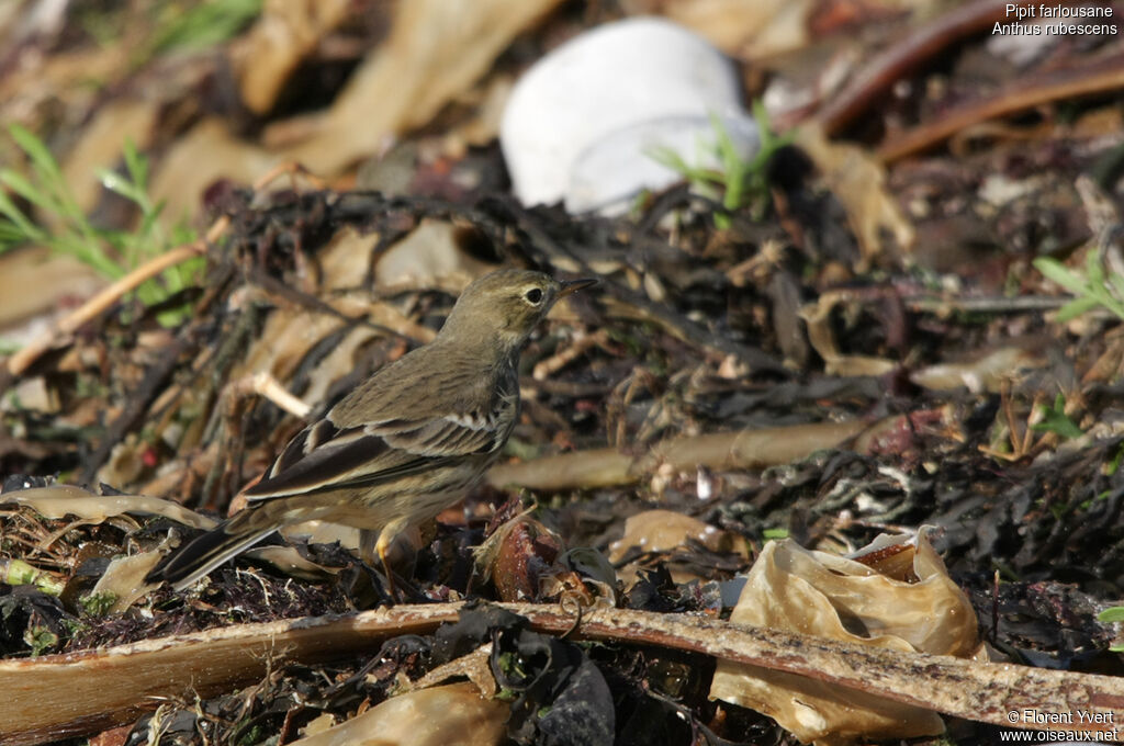 American Pipitimmature