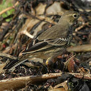 Buff-bellied Pipit