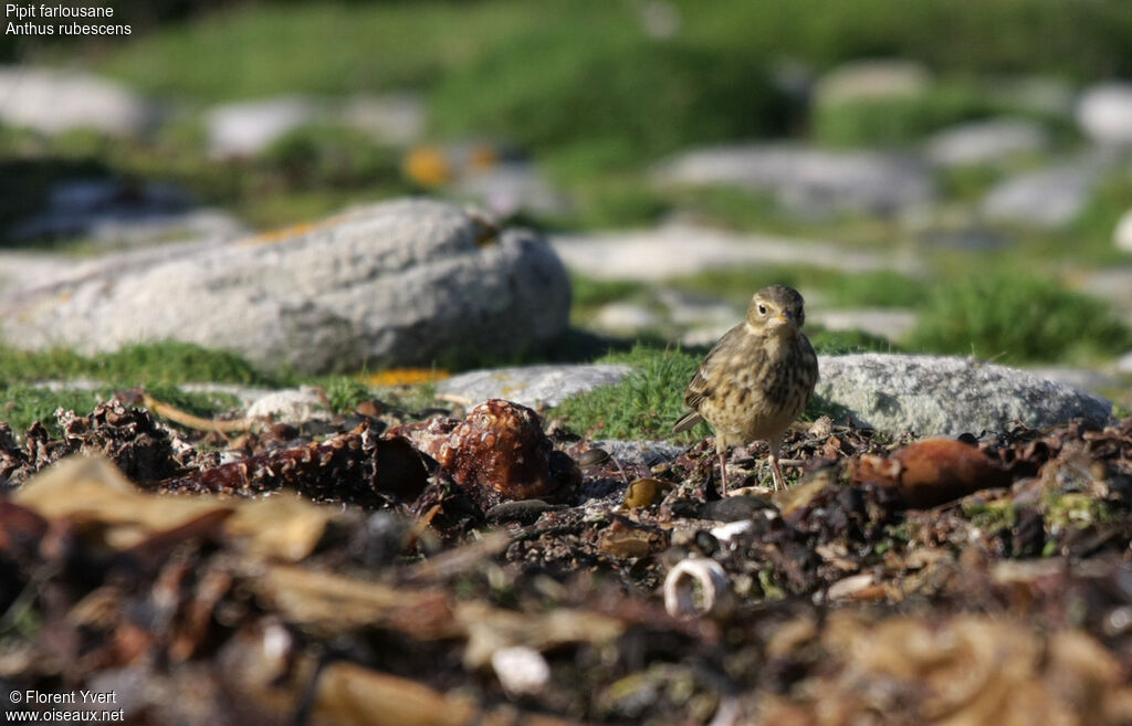 Pipit farlousaneimmature, identification, Comportement