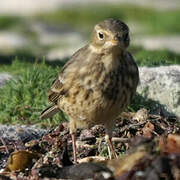 Buff-bellied Pipit