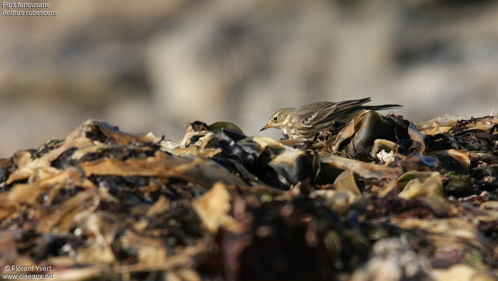 Pipit farlousaneimmature, identification, Comportement