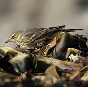 Buff-bellied Pipit