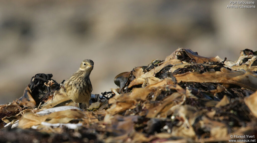 Buff-bellied Pipit, identification, Behaviour