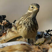 Buff-bellied Pipit