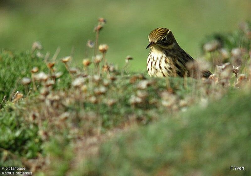 Pipit farlouse, Comportement