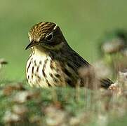 Meadow Pipit