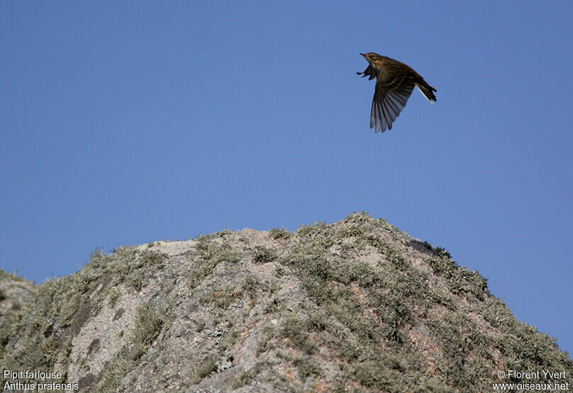 Pipit farlouse, Vol