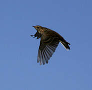 Pipit farlouse