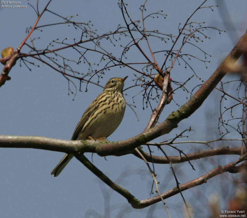 Pipit farlouseadulte, identification, Comportement