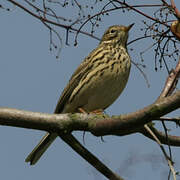 Meadow Pipit