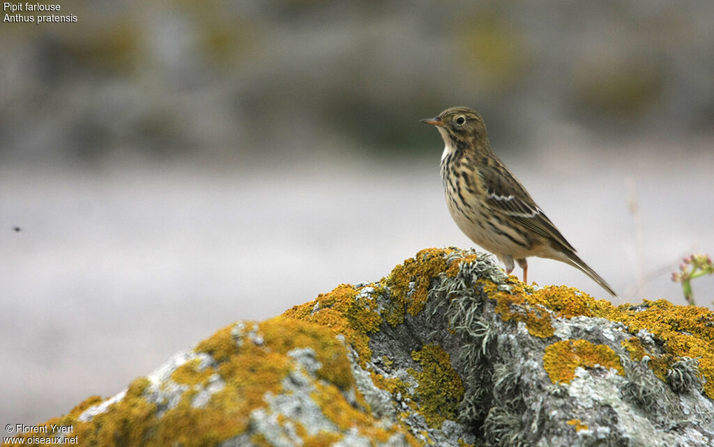 Pipit farlouse