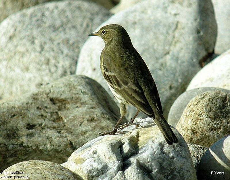 Pipit maritime, identification