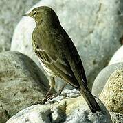 Eurasian Rock Pipit