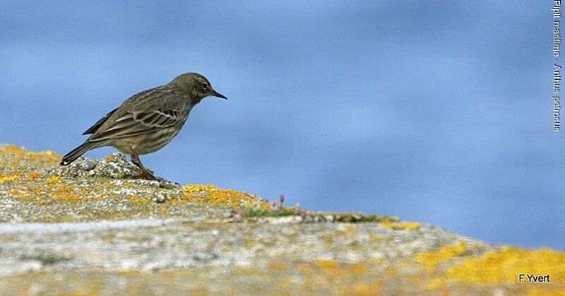 Eurasian Rock Pipit, Behaviour