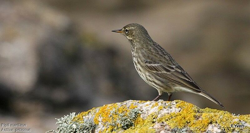 European Rock Pipit, identification