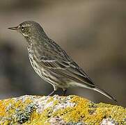 Eurasian Rock Pipit