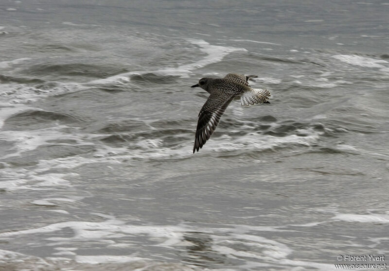 Grey Ploveradult post breeding, Flight