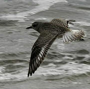 Grey Plover