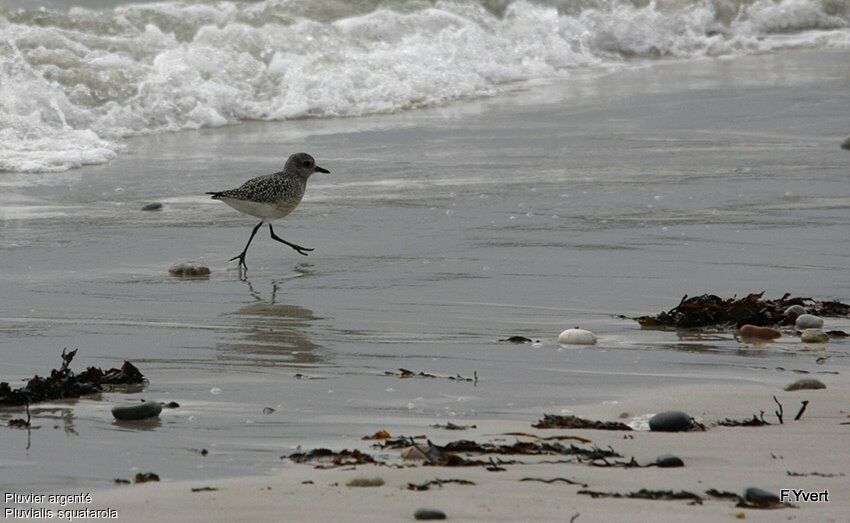 Grey Plover, Behaviour