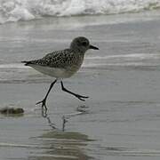 Grey Plover