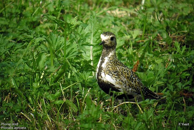 European Golden Ploveradult, identification