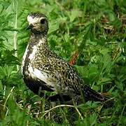 European Golden Plover