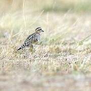 Eurasian Dotterel