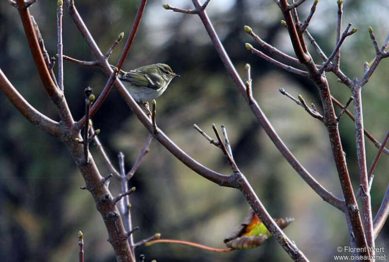 Yellow-browed Warbler, identification