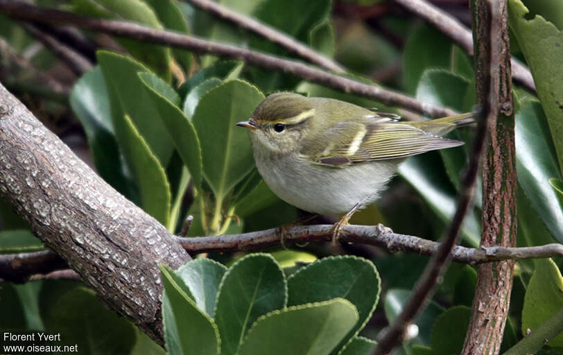 Pouillot à grands sourcilsadulte, identification