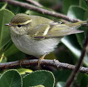 Yellow-browed Warbler