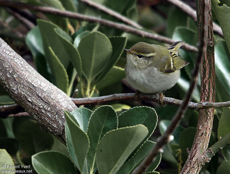 Yellow-browed WarblerFirst year, identification